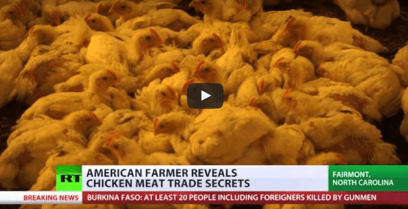 Ruffling Feathers: Farmers reveal secrets of chicken meat trade in America