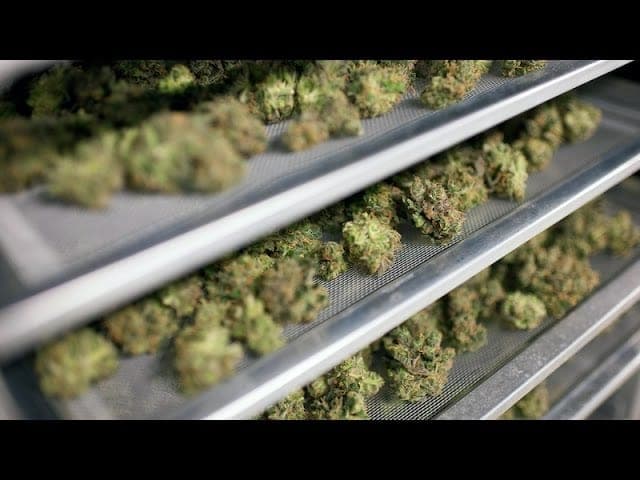 Canada Will Become First G7 Nation to Fully Legalize Weed This Year