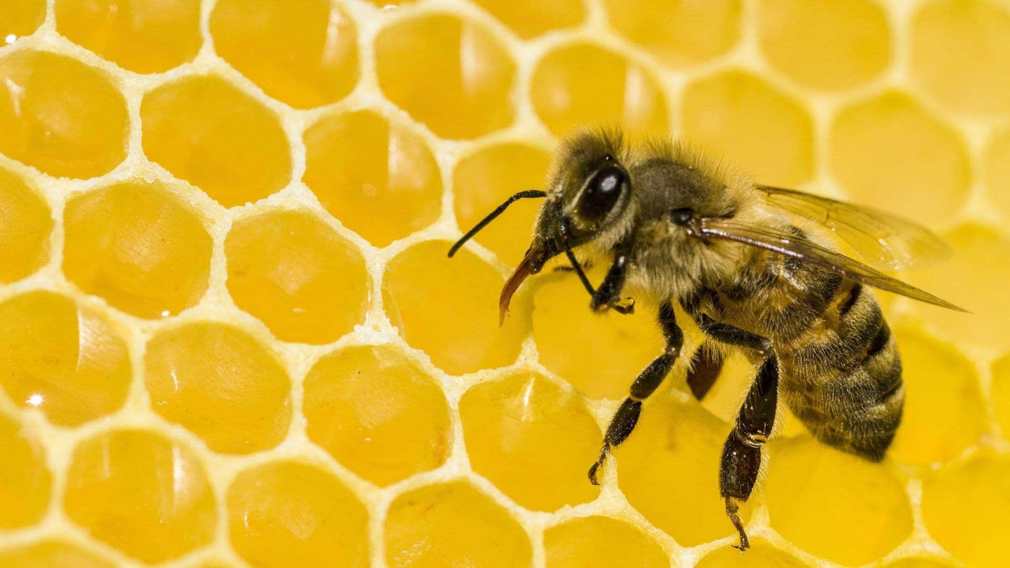Bees Are Dying at Alarming Rates. Here's Why That's a Problem