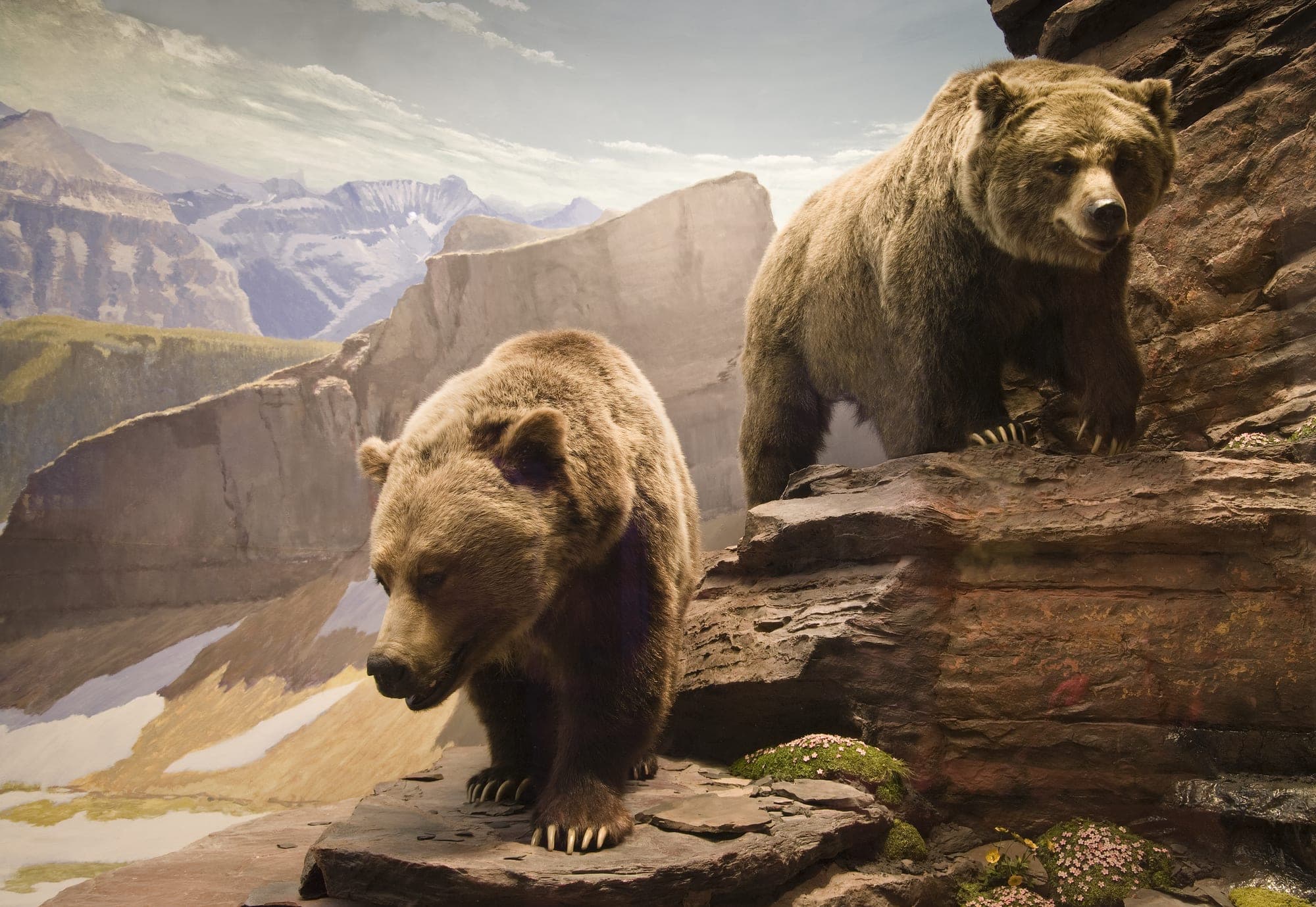 Season of the Crazy Bears