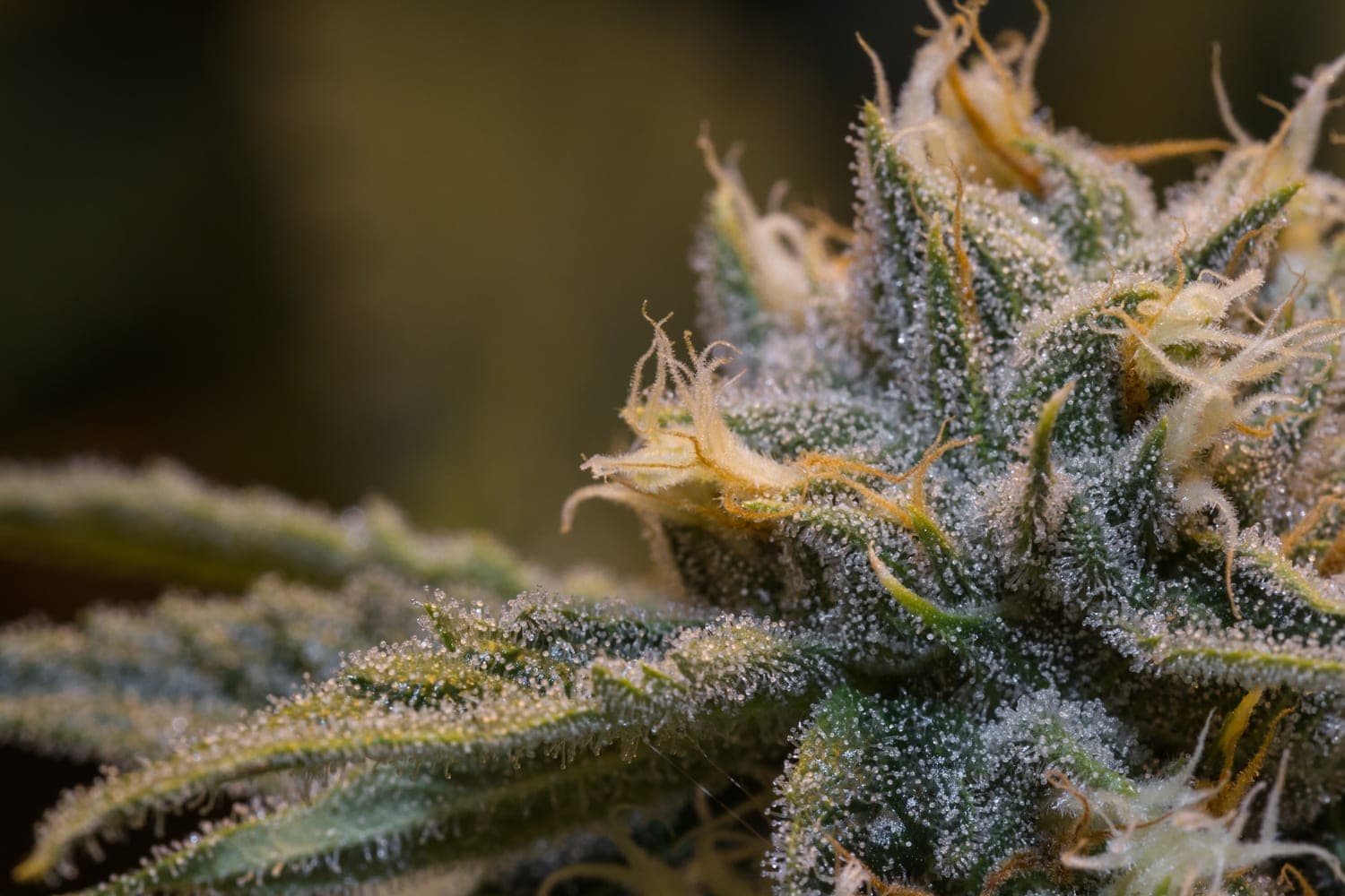 ABcann Global and Cannabis Wheaton Sign Interim Agreement for Construction of Additional Cannabis Cultivation Facility