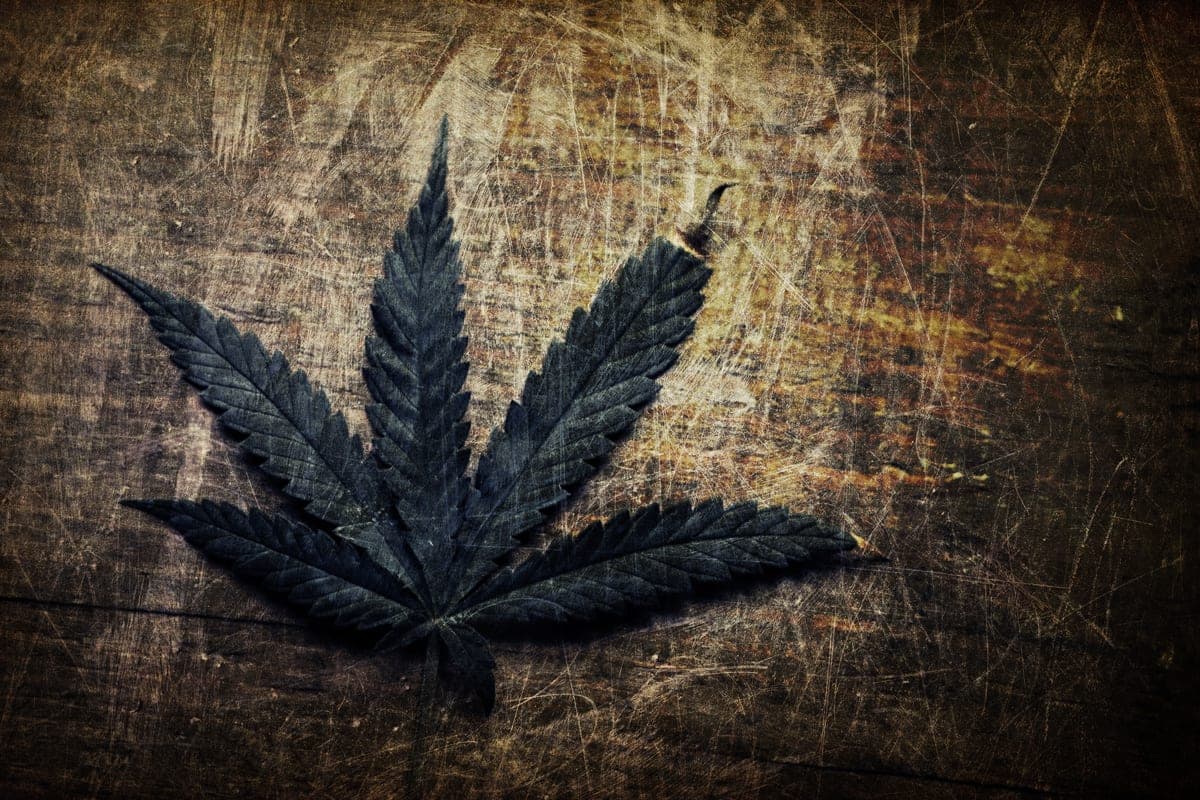 Aurora Cannabis Investment in Green Organic Dutchman Now Totals $78.1 million, Adds COO to TGOD Board