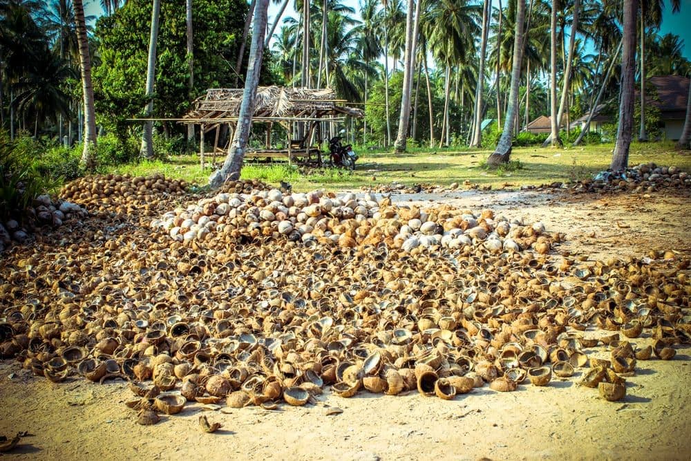 Forget Ebola, Worry About the Coconut Virus