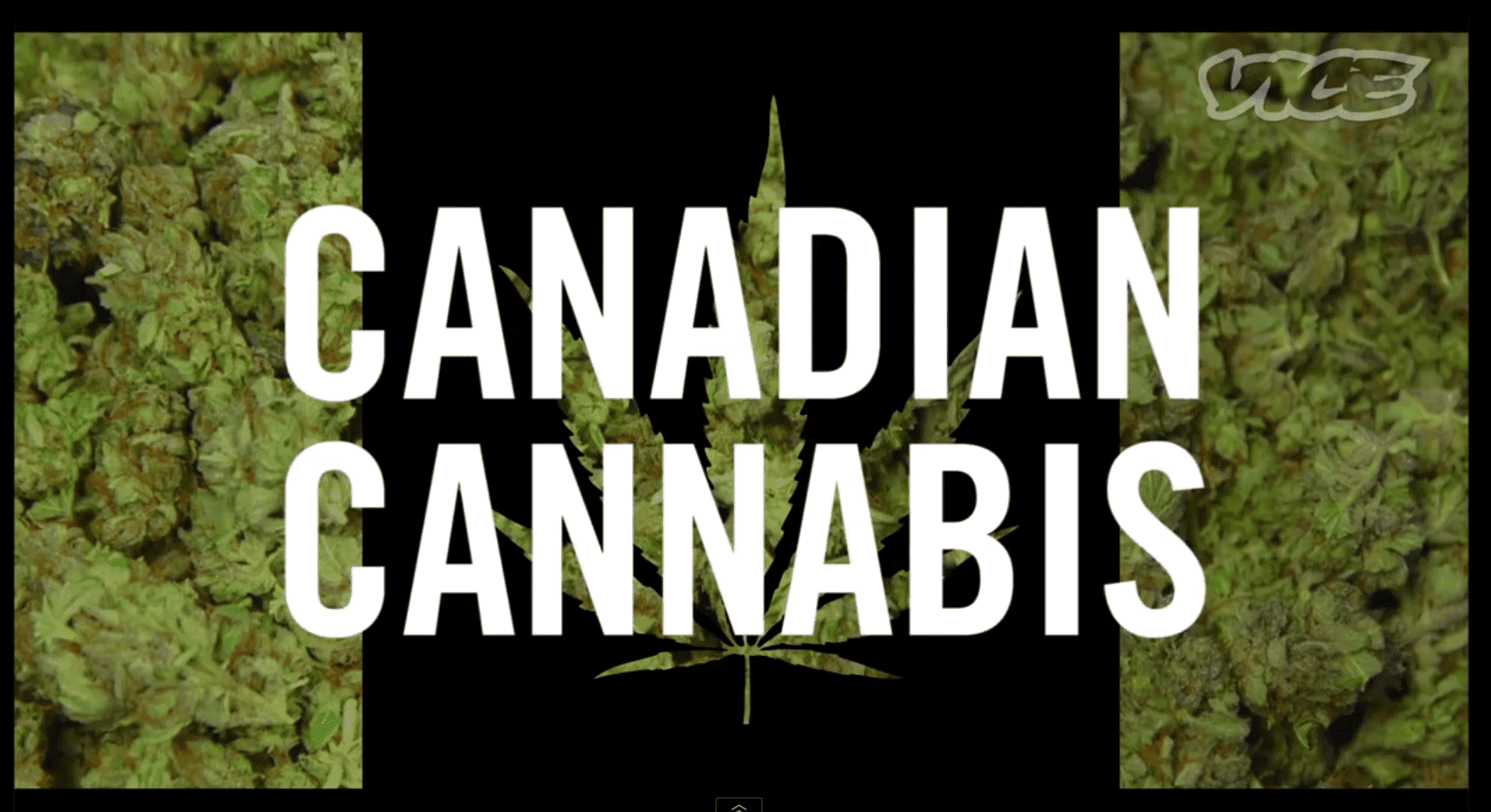 Inside Canada's New Corporate Weed System: Canadian Cannabis (Episode 1)