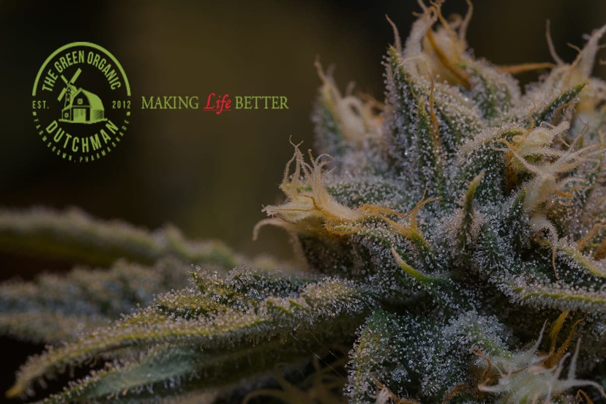 Aurora Cannbis Buys Time with The Green Organic Dutchman