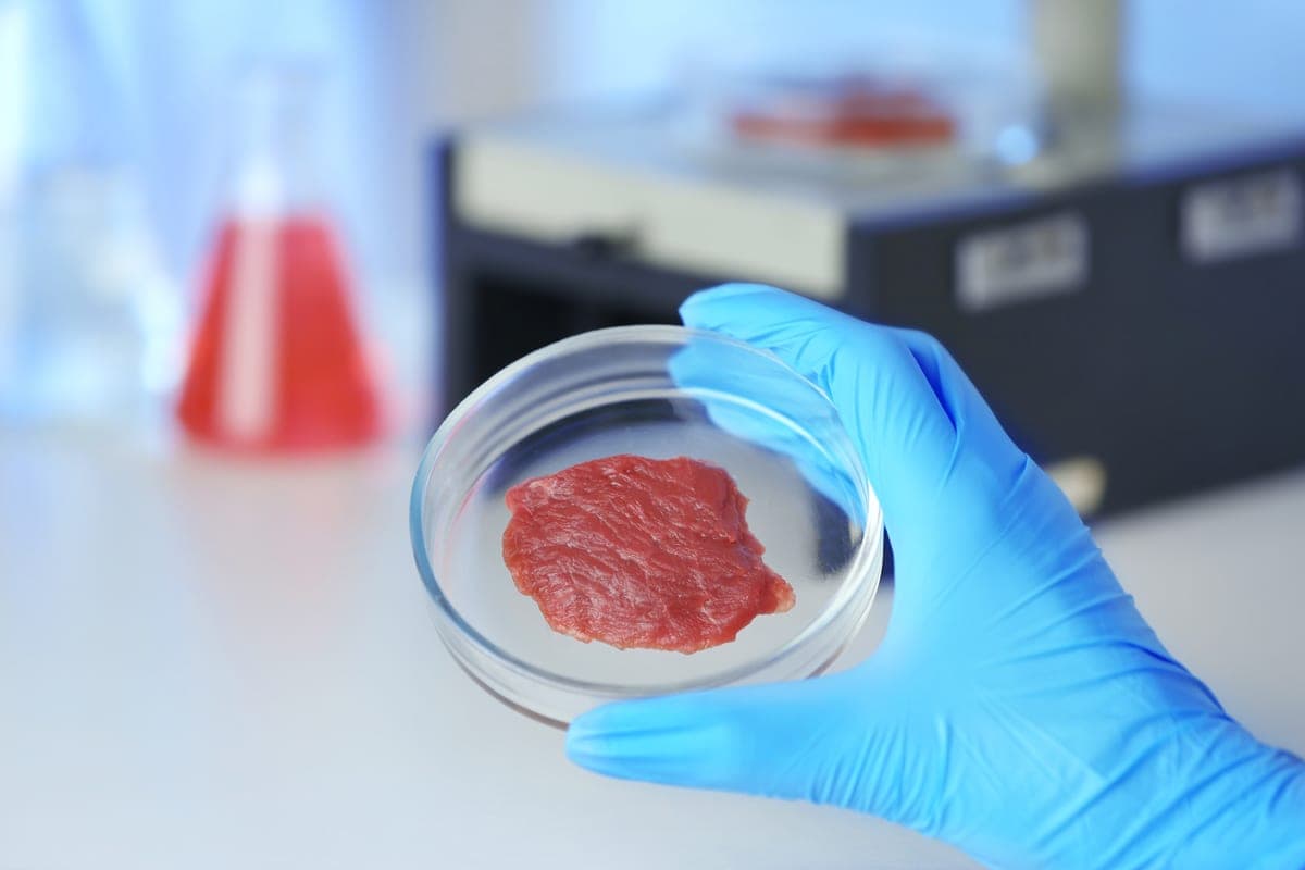 Your Next Steak Could Come From a Test Tube: Lab Grown Meat
