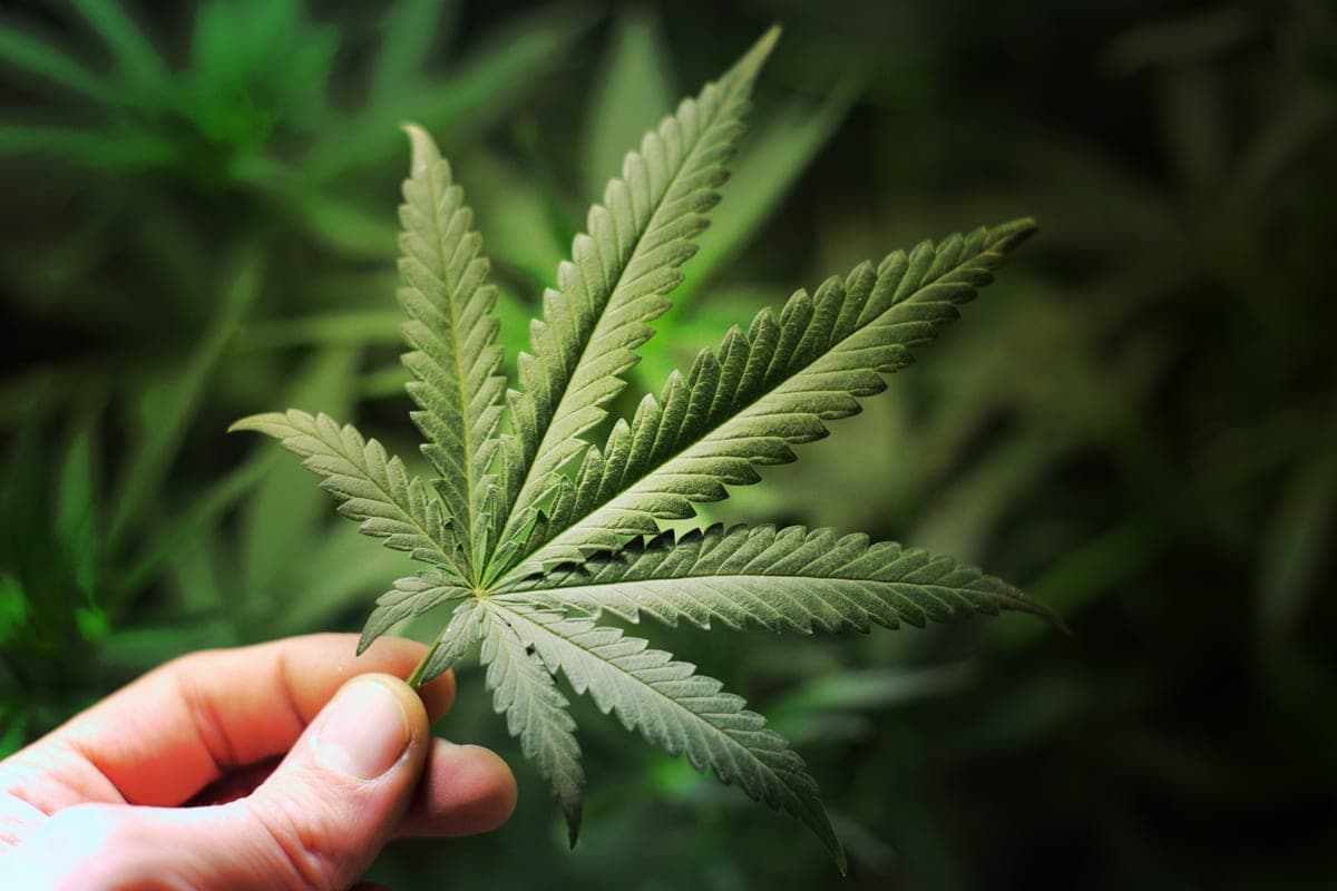 The First Manitoba Licensed Producer Goes Public: Delta 9 Cannabis Inc.