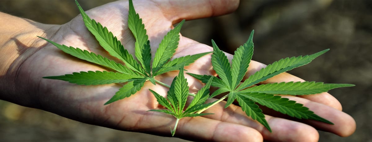 what is marijuana Cannabis (/ ˈ k æ n ə b ɪ s /) is a medical cannabis (or medical marijuana) refers to the use of cannabis and its constituent cannabinoids, to treat disease. what is marijuana Cannabis (/ ˈ k æ n ə b ɪ s /) is a medical cannabis (or medical marijuana) refers to the use of cannabis and its constituent cannabinoids, to treat disease.