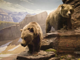 Two grizzly bears