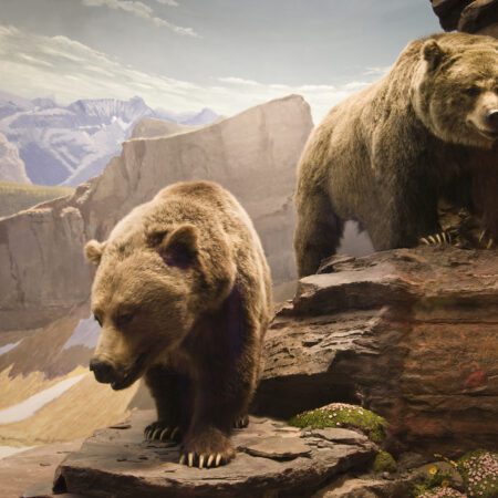 Two grizzly bears