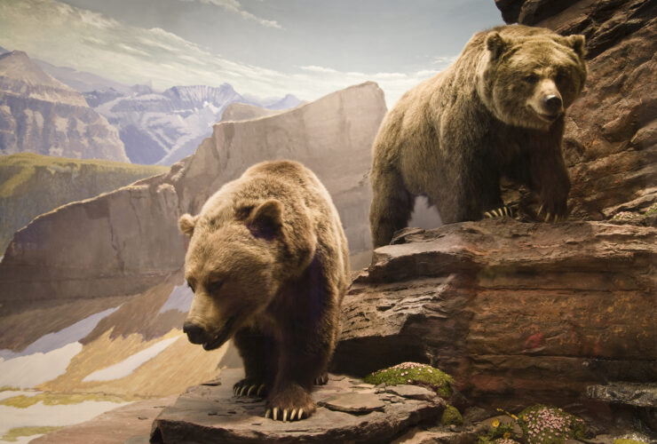 Two grizzly bears