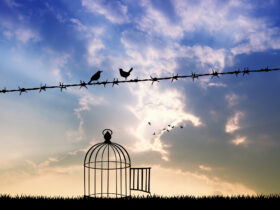 free birds on wire