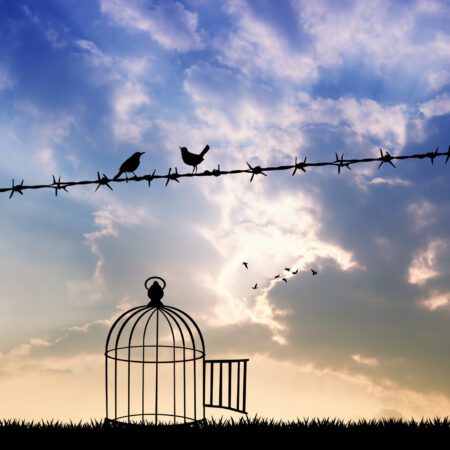 free birds on wire