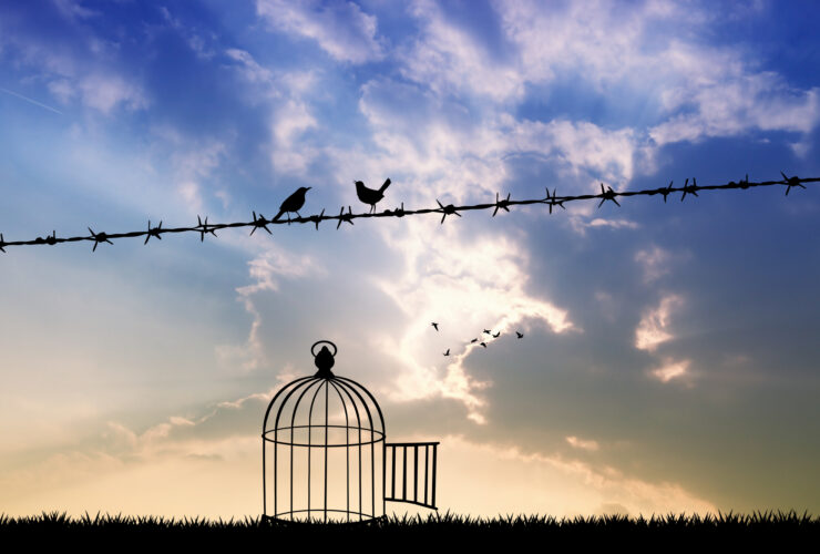 free birds on wire